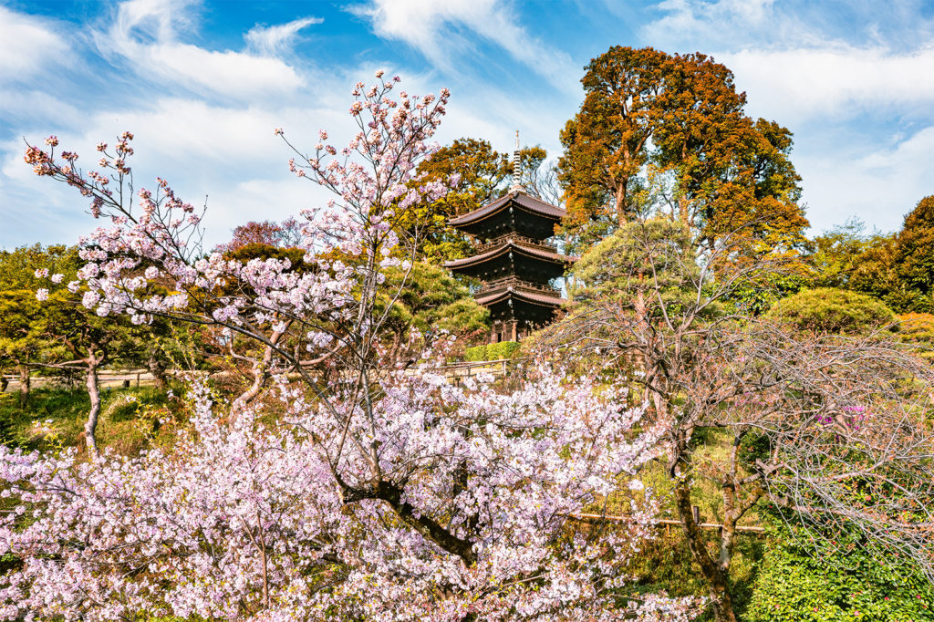 椿山荘桜