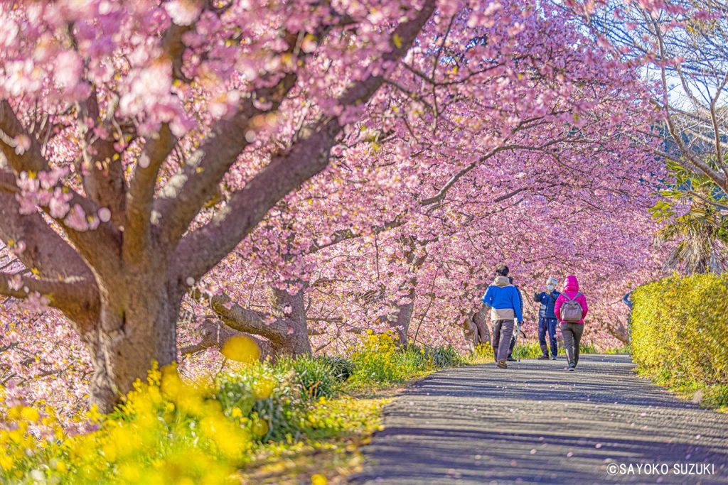 南伊豆町　桜と菜の花まつり